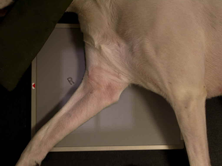 elbow-lateral-canine-x-ray-positioning-guide-Sep-28-2020-05-40-23-81-PM